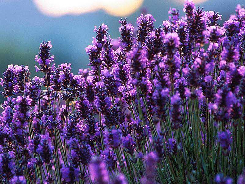 click here to see about the upcoming Lavender festival! (I'll bet you didn't know about that!)