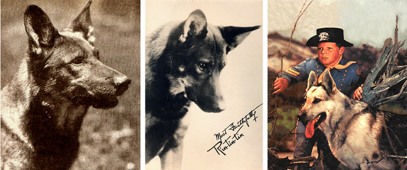 While Rinty was the best-known, click here for a  long-lost (but found) scene with Strongheart, the world's first dog movie star....